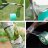 Лента прививочная GT-101 Green Helper